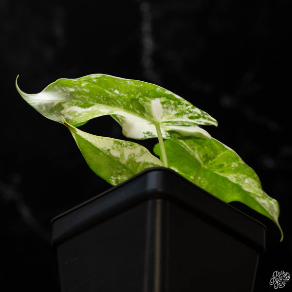 Alocasia 'Simpo' albo variegated (B50)