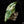 Load image into Gallery viewer, Alocasia &#39;Simpo&#39; albo variegated (B50)
