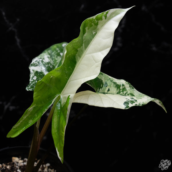 Alocasia 'Simpo' albo variegated (A52)