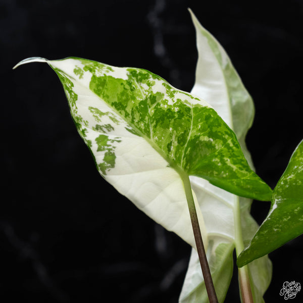 Alocasia 'Simpo' albo variegated (A52)