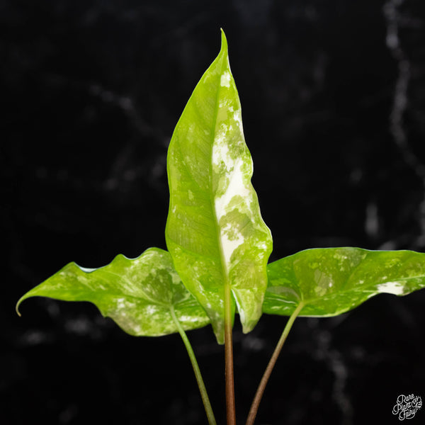 Alocasia 'Simpo' albo variegated (1A)