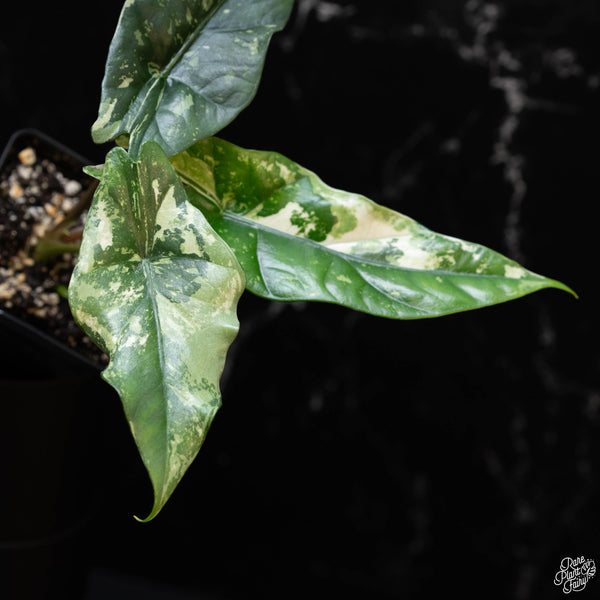 Alocasia 'Simpo' albo variegated (1A)