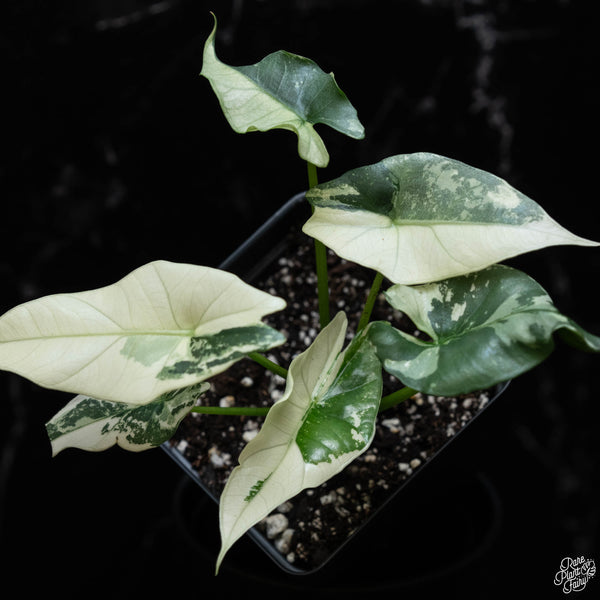 Alocasia 'Simpo' albo variegated (wk2-A)