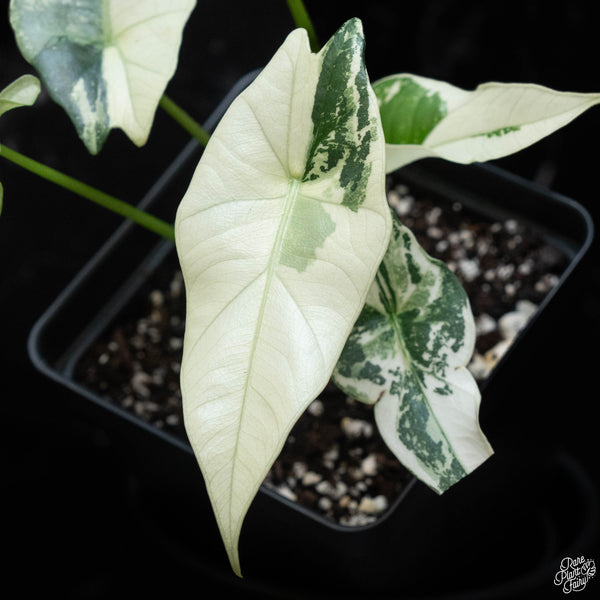 Alocasia 'Simpo' albo variegated (wk2-A)