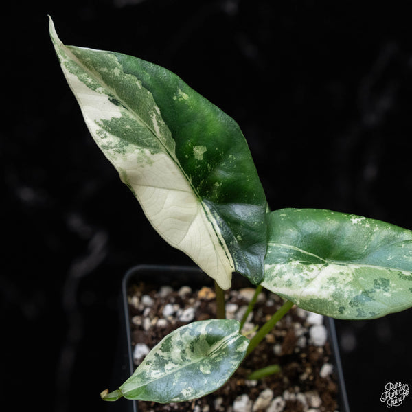 Alocasia 'Simpo' albo variegated (A51)