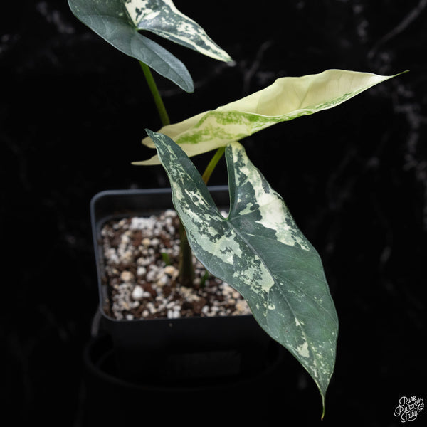 Alocasia 'Simpo' albo variegated (B51)