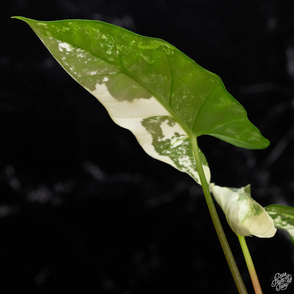 Alocasia 'Simpo' albo variegated (B51)