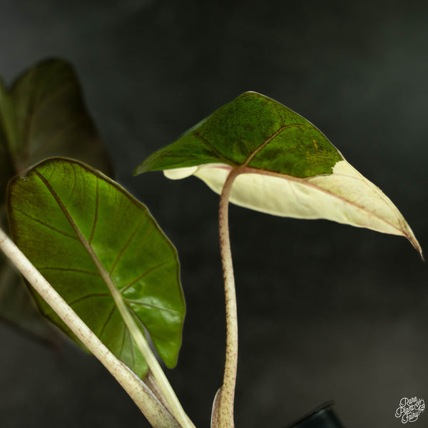 Alocasia 'Yucatan Princess' variegated (wk4-A)