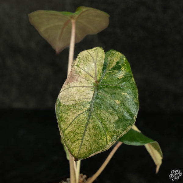 Alocasia 'Yucatan Princess' variegated (wk4-A)