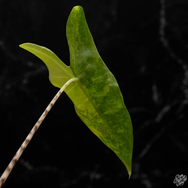 Alocasia 'Zebrina' variegated (A50)