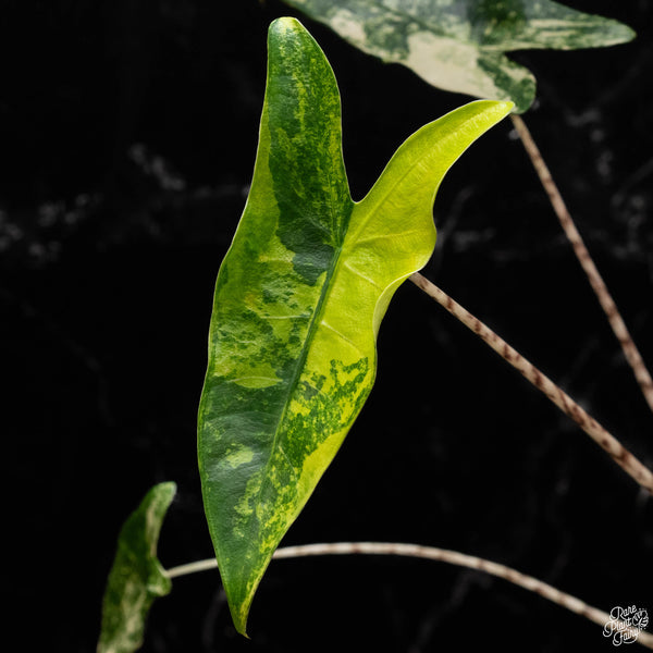 Alocasia 'Zebrina' variegated (A50)