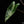 Load image into Gallery viewer, Alocasia &#39;Zebrina&#39; variegated (A50)
