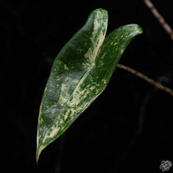 Alocasia 'Zebrina' variegated (A50)