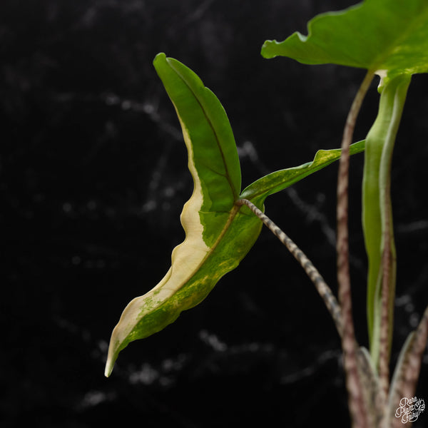 Alocasia 'Tigrina Superba' variegated  (B50)