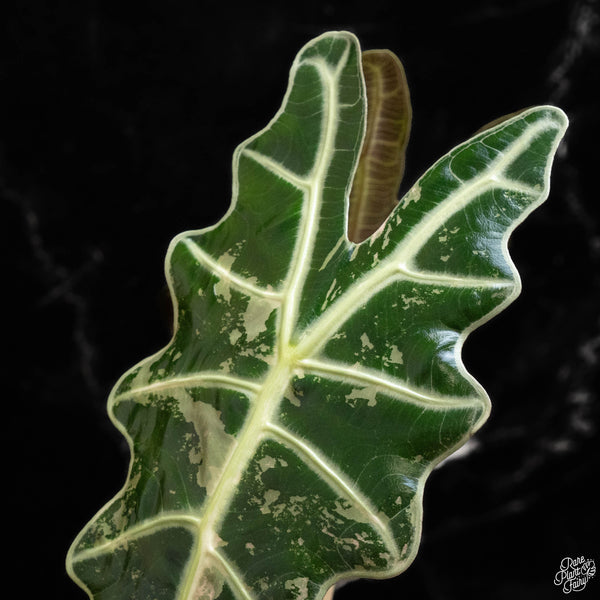 Alocasia amazonica pink variegated (A49)