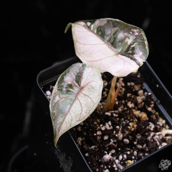 Alocasia azlanii pink variegated (1C)