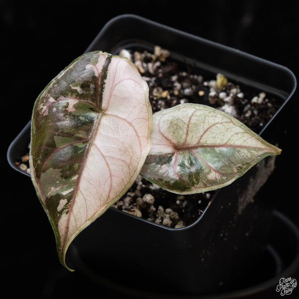 Alocasia azlanii pink variegated (1C)