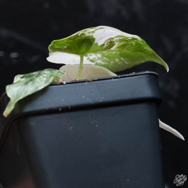 Alocasia azlanii pink variegated (wk3-A)