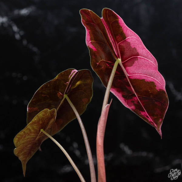 Alocasia chantrieri pink variegated (wk2-A)