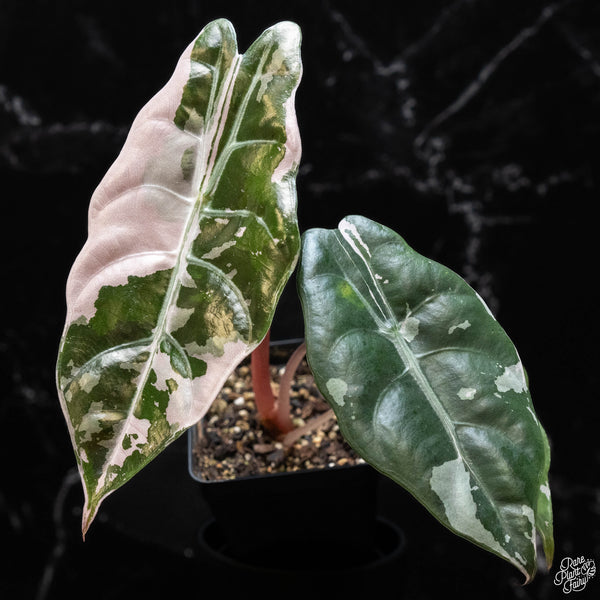 Alocasia chantrieri pink variegated (wk2-A)