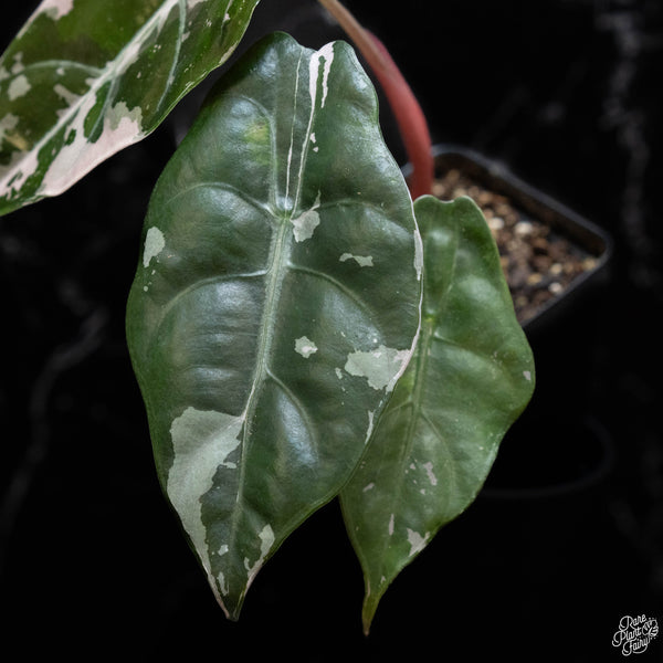 Alocasia chantrieri pink variegated (wk2-A)