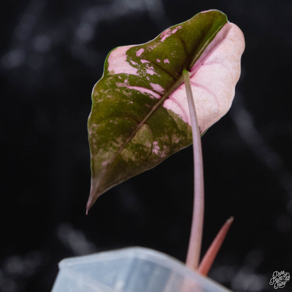 Alocasia chantrieri pink variegated (wk3-A)