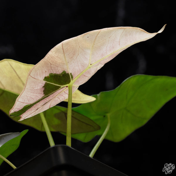 Alocasia scabriscula albo/pink variegated (A52)