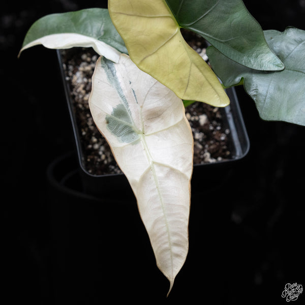 Alocasia scabriscula albo/pink variegated (A52)