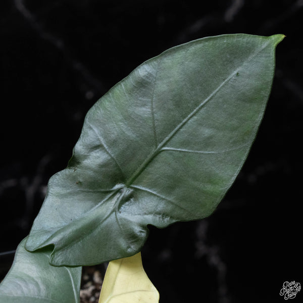 Alocasia scabriscula albo/pink variegated (A52)