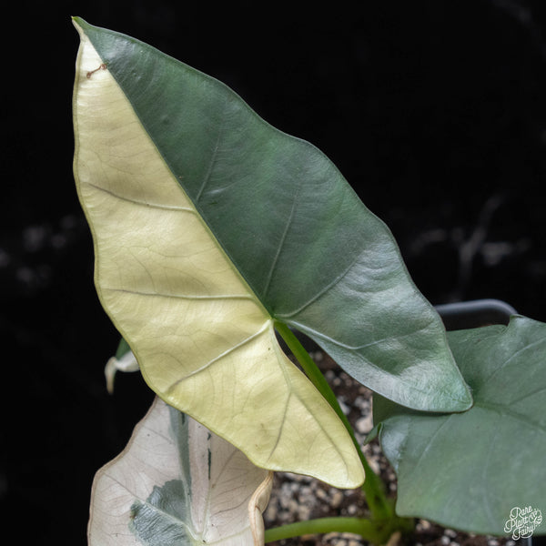 Alocasia scabriscula albo/pink variegated (A52)