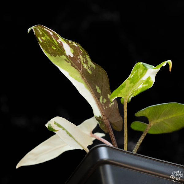 Alocasia lauterbachiana albo variegated (1A)