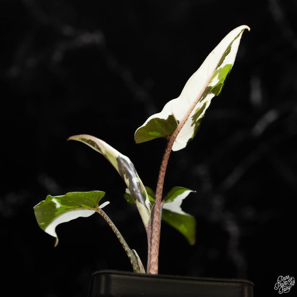 Alocasia lauterbachiana albo variegated (1B)