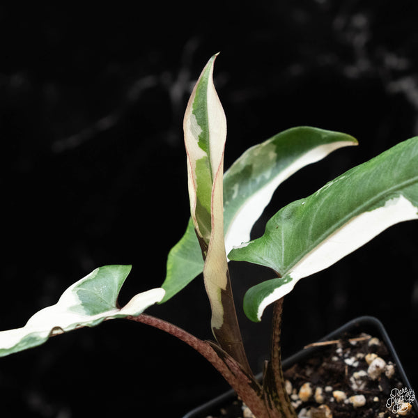 Alocasia lauterbachiana albo variegated (1B)