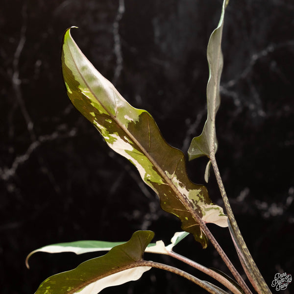 Alocasia lauterbachiana albo variegated (A46)