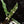 Load image into Gallery viewer, Alocasia lauterbachiana albo variegated (A46)
