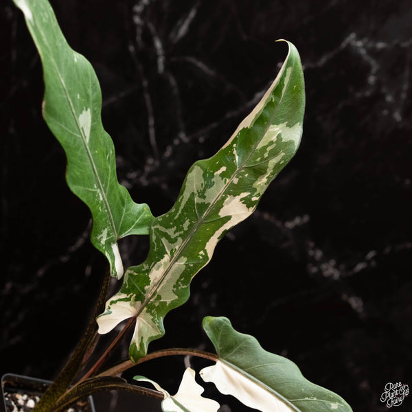 Alocasia lauterbachiana albo variegated (A46)