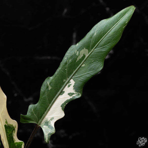 Alocasia lauterbachiana albo variegated (A50)