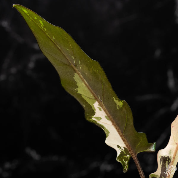 Alocasia lauterbachiana albo variegated (A50)