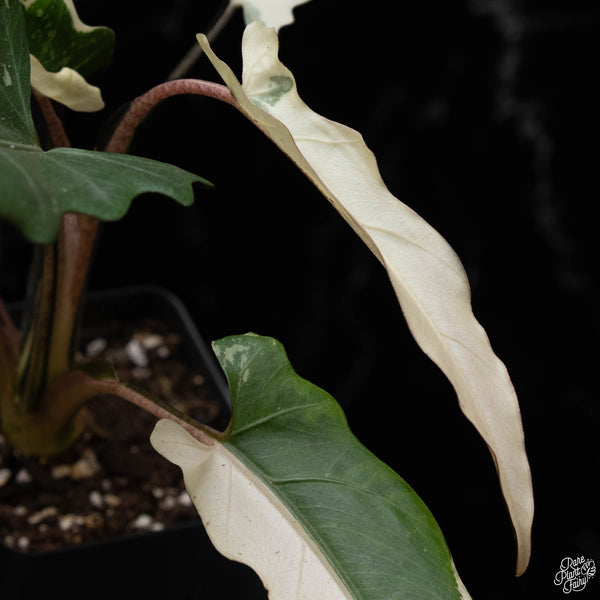 Alocasia lauterbachiana albo variegated (A50)