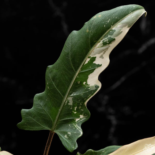 Alocasia lauterbachiana albo variegated (A50)