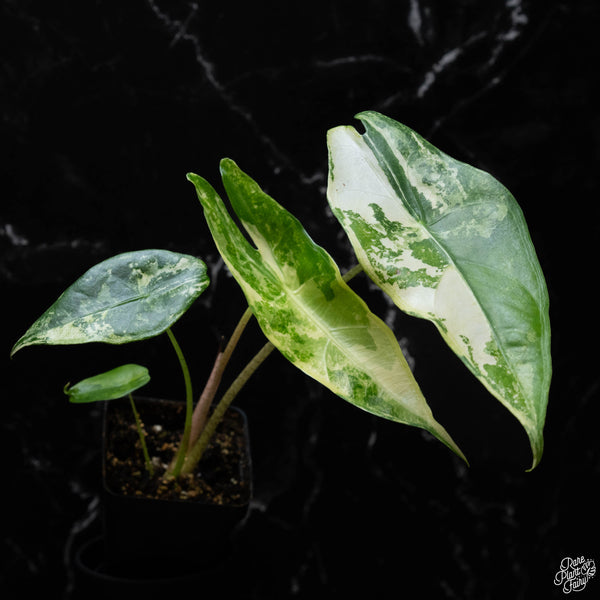 Alocasia longiloba albo variegated (1A)