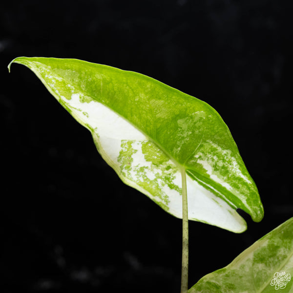 Alocasia longiloba albo variegated (1A)