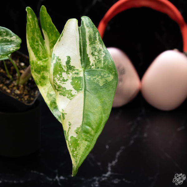 Alocasia longiloba albo variegated (1A)