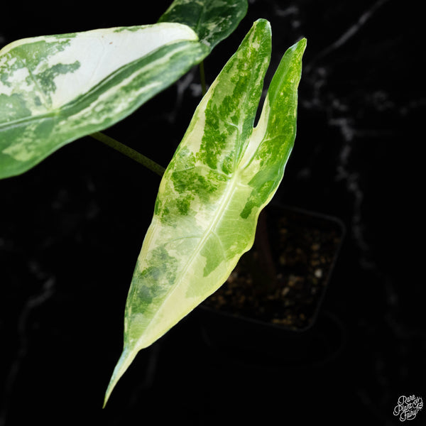 Alocasia longiloba albo variegated (1A)