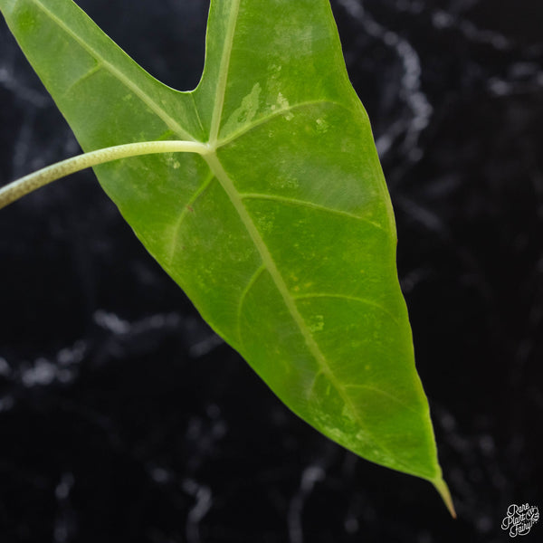 Alocasia longiloba albo variegated (wk3-A) *Corming Size*