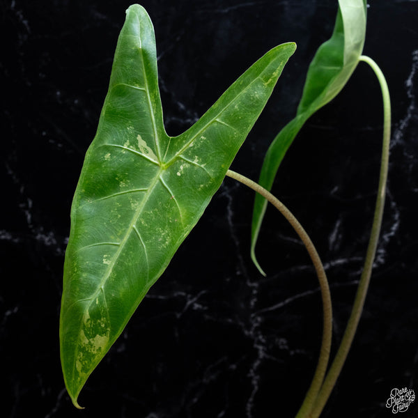 Alocasia longiloba albo variegated (wk3-A) *Corming Size*