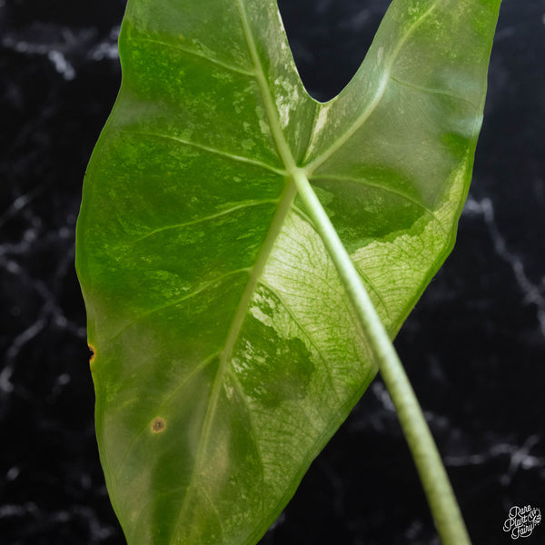 Alocasia longiloba albo variegated (wk3-B) *Corming Size*