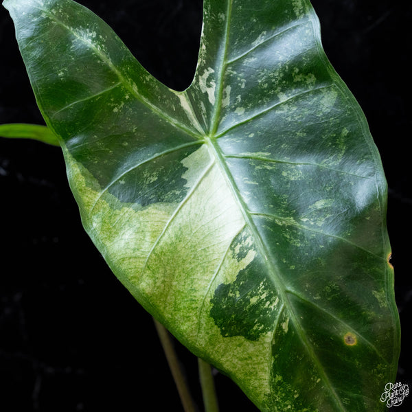 Alocasia longiloba albo variegated (wk3-B) *Corming Size*