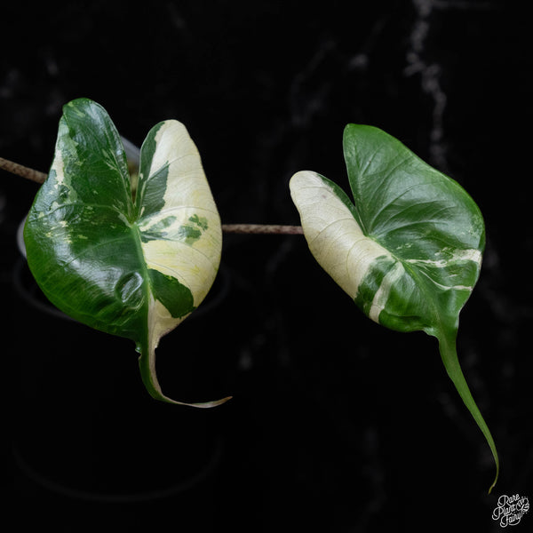 Alocasia macrorrhiza 'Stingray' albo variegated (A51)