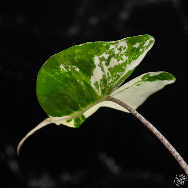 Alocasia macrorrhiza 'Stingray' albo variegated (A51)